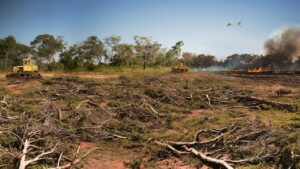 Desmatamento caiu em todos os biomas brasileiros em 2024 
