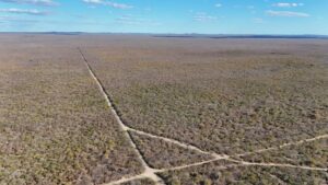 Pouco mais da metade da Caatinga mantém vegetação nativa, apontanovo factsheet do MapBiomas