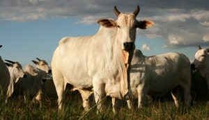 Criação de gado no Cerrado precisará de apenas 58% da área que utiliza hoje