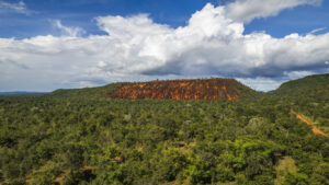 Um em cada quatro municípios do Cerrado tem menos de 20% de vegetação nativa