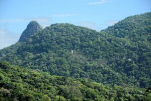 Regeneração da Mata Atlântica avança, mas perda de florestas maduras persiste