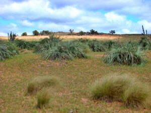 Áreas ocupadas por atividades humanas ultrapassam a cobertura de vegetação nativa do Pampa
