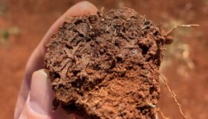 Mais da metade do carbono orgânico armazenado no solo brasileiro está na Amazônia
