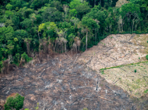 Fragmentação da vegetação nativa no Brasil cresceu 163% em 38 anos