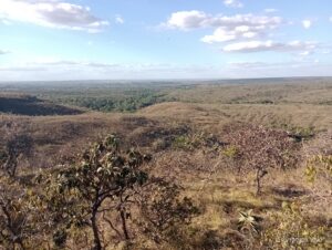 Dia do Cerrado: perda de vegetação secundária aumentou cerca de 20% desde 2017